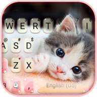 cute kitty 2官方版