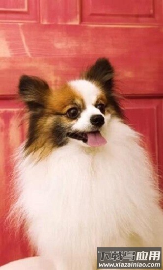 可爱动物壁纸大全软件截图1