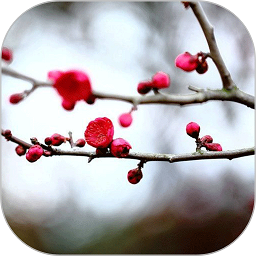 梅花易数笔记官方版